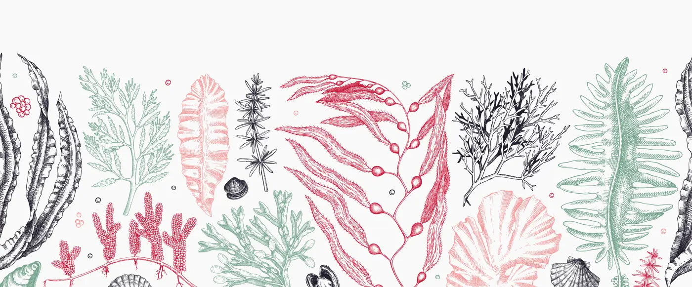 Seaweed vector border in color. Edible algae seamless pattern with hand drawn golden kelp, wakame, kombu, hijiki, Irish moss sketches. Underwater plant botanical illustration Illustration